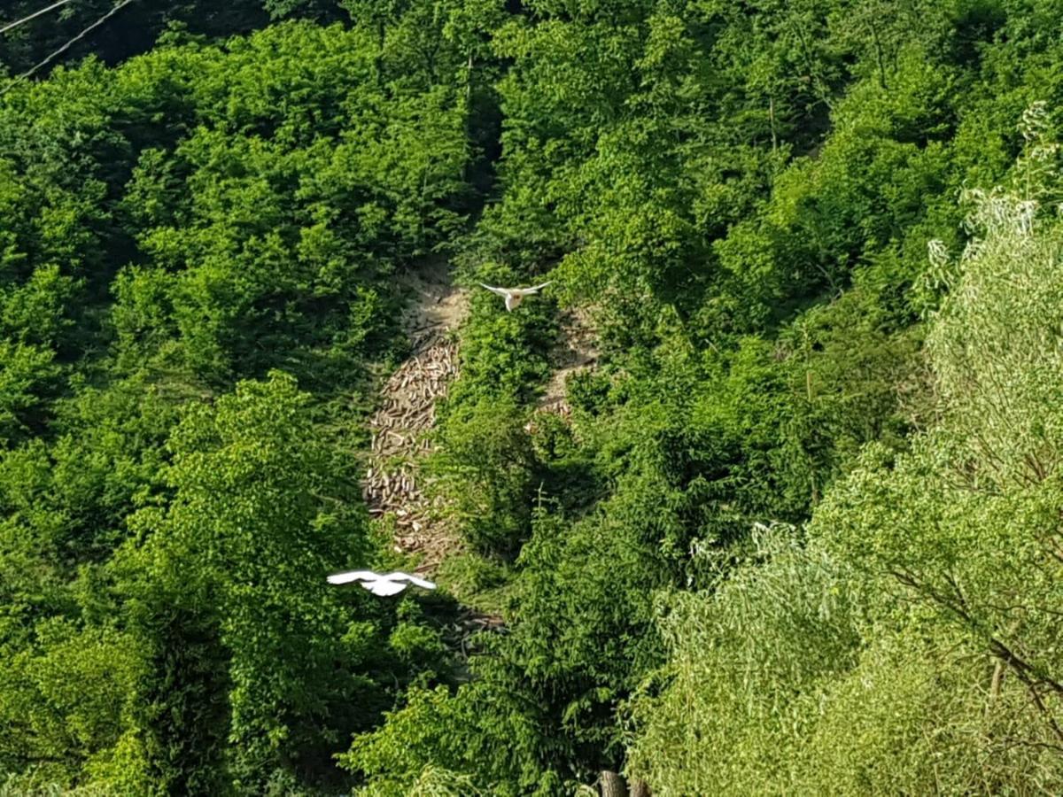 Pensiunea Valea Tonii Strungari Luaran gambar